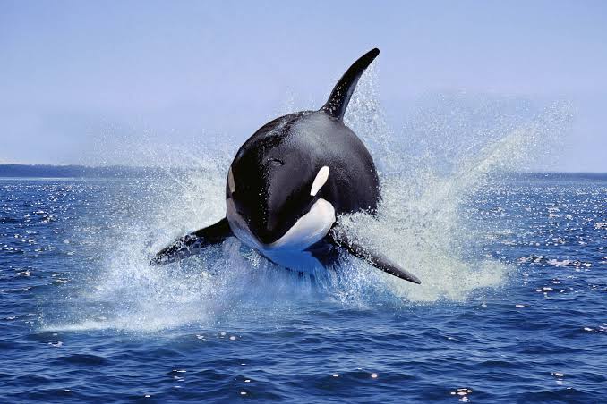 Orcas are still smashing up boats – and we've finally worked out why