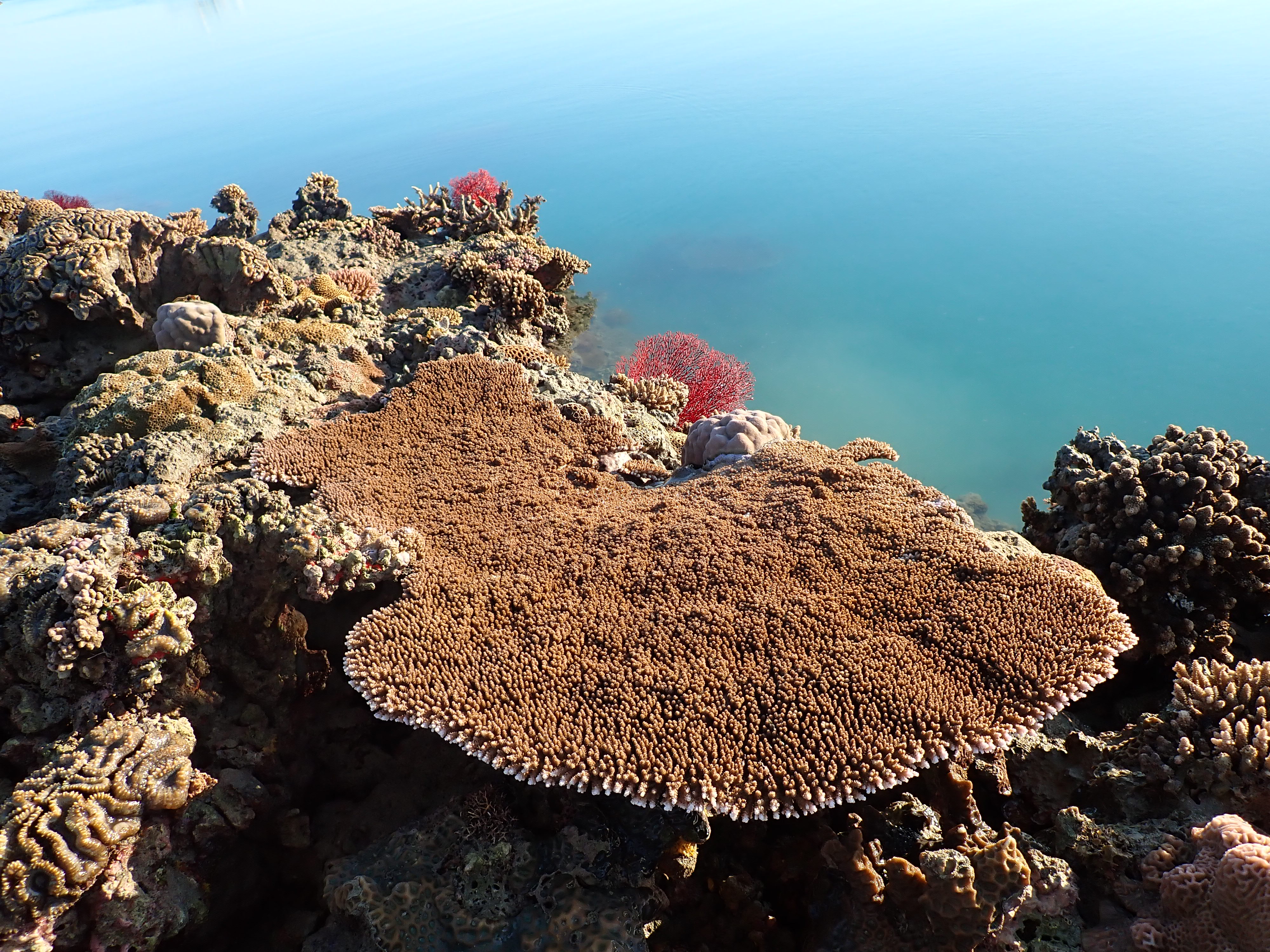These corals could hold the key to saving our reefs