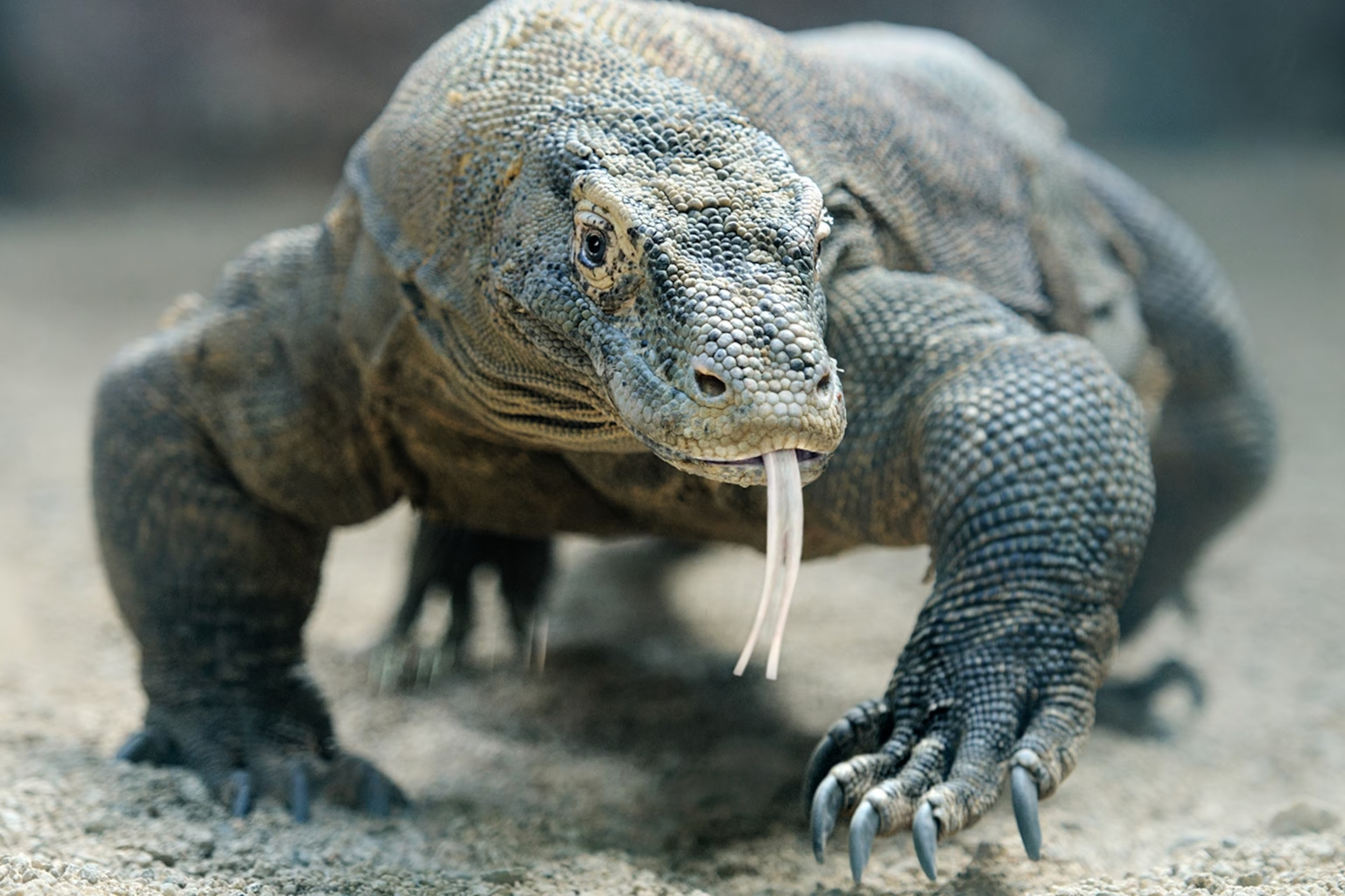 Metal mouth – Komodo dragons' teeth found to have a sharp iron coating