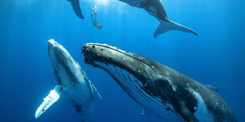 Whale songs to trees? Controversial mātauranga Māori project raises eyebrows