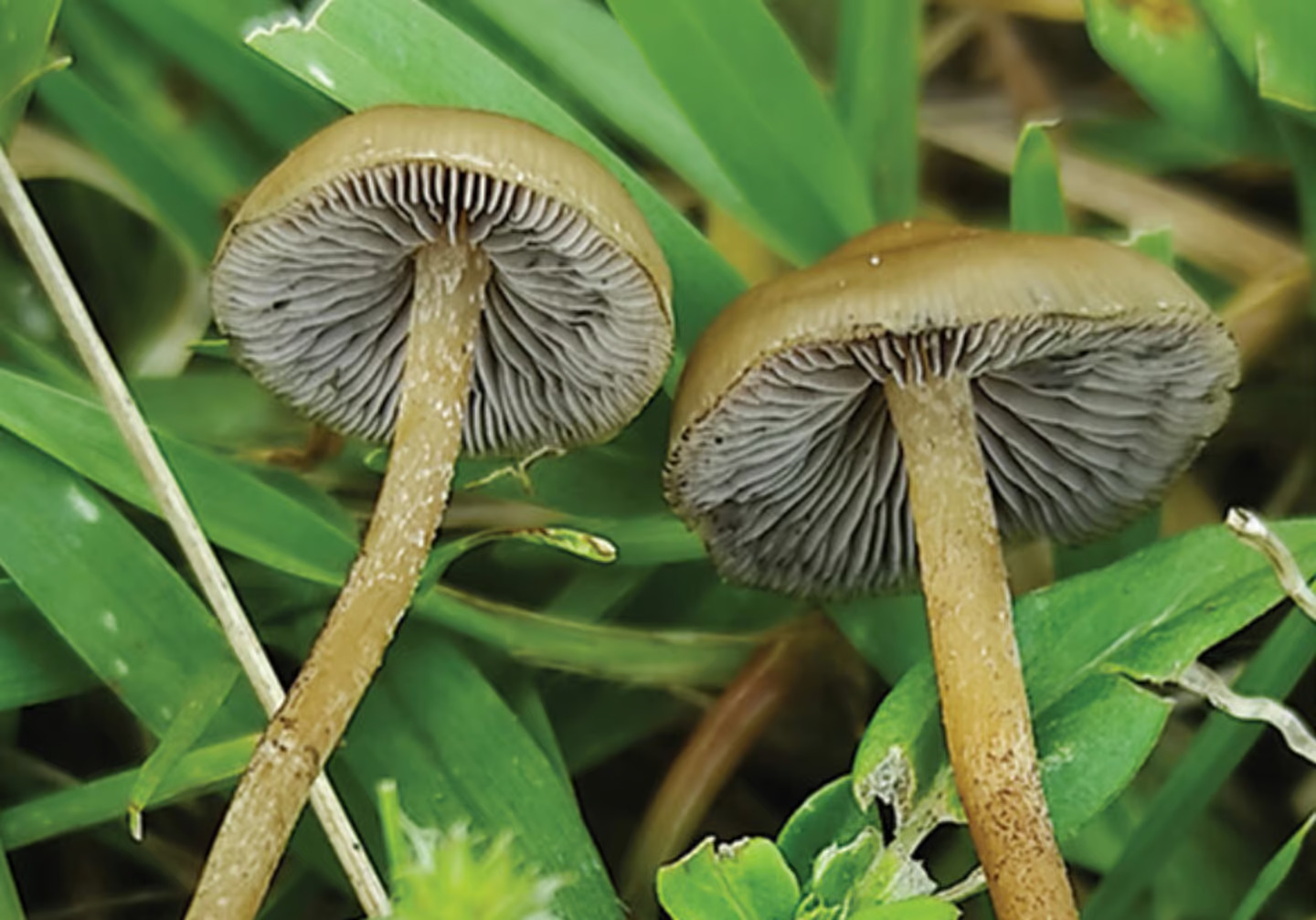 Two new hallucinogenic mushroom species discovered by fungi fans