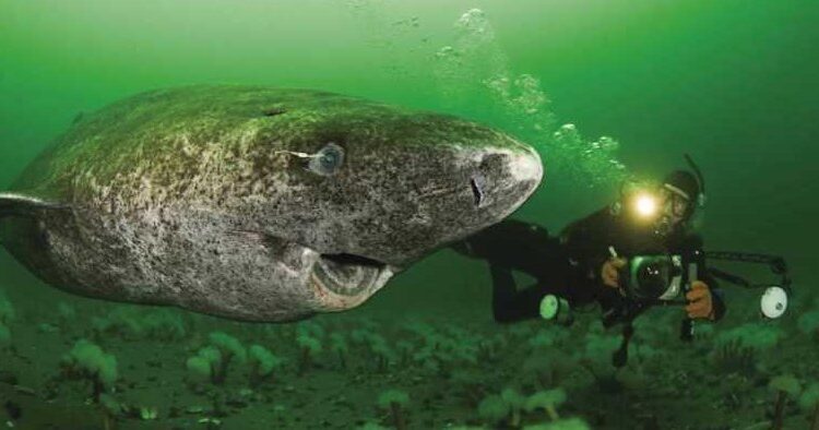 Greenland Shark That Could Be 500 Years Old Discovered by Scientists